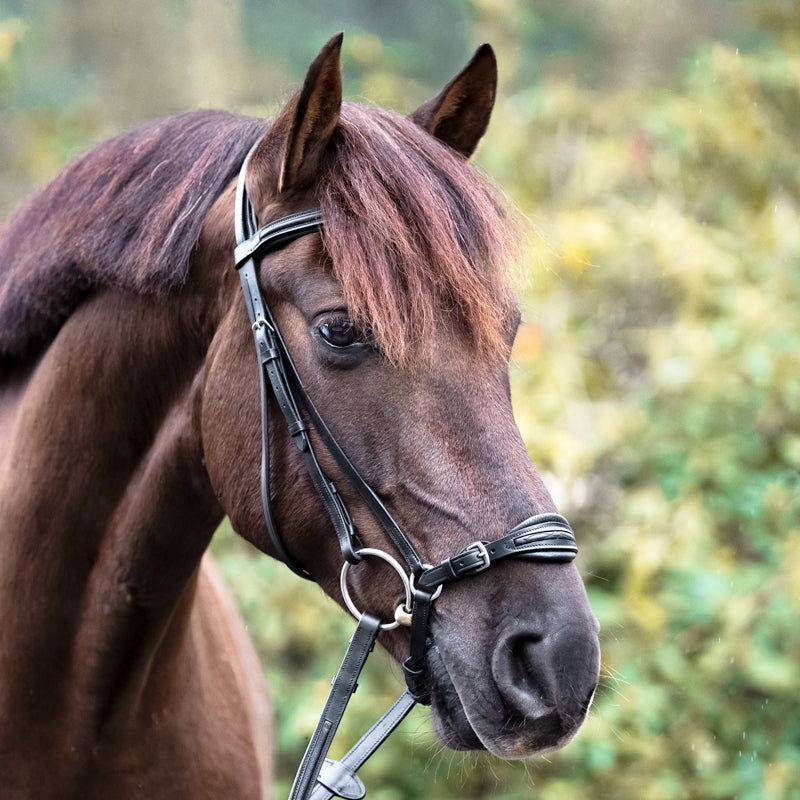 Kavalkade Hoofdstel Levana