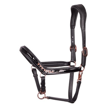 Harry's Horse Lerenhalster Denici Cavalli