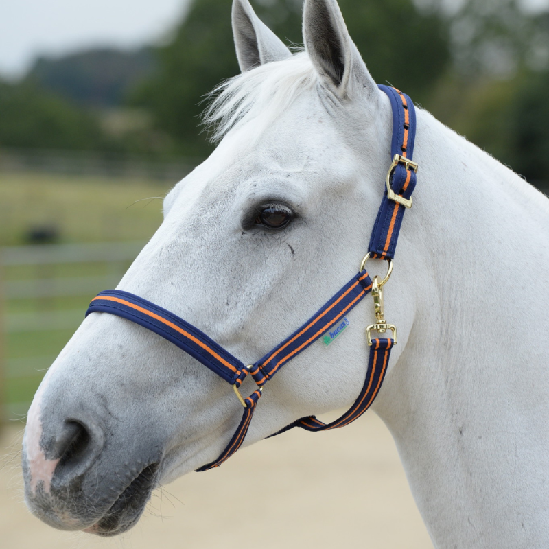 Bucas Halster Dublin