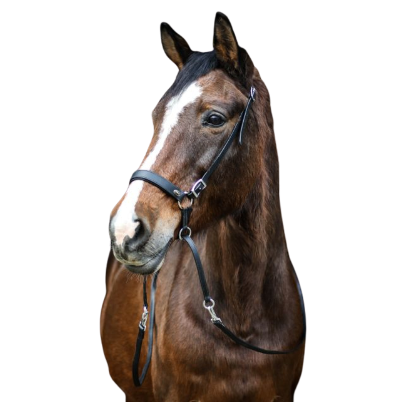 FRA Bitloos Hoofdstel Janosch