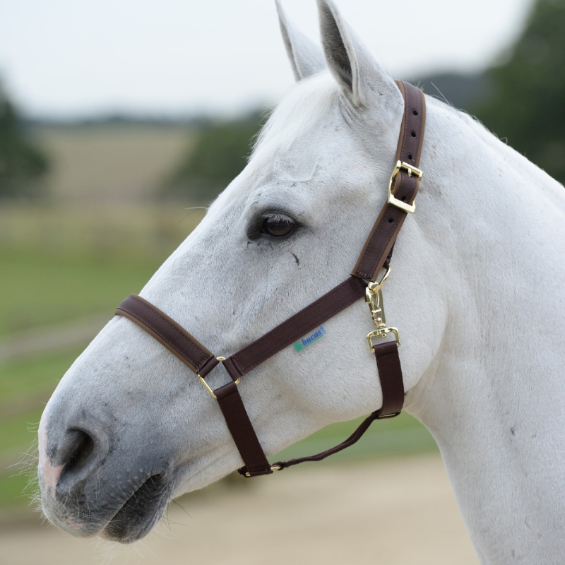 Bucas Halster Dublin