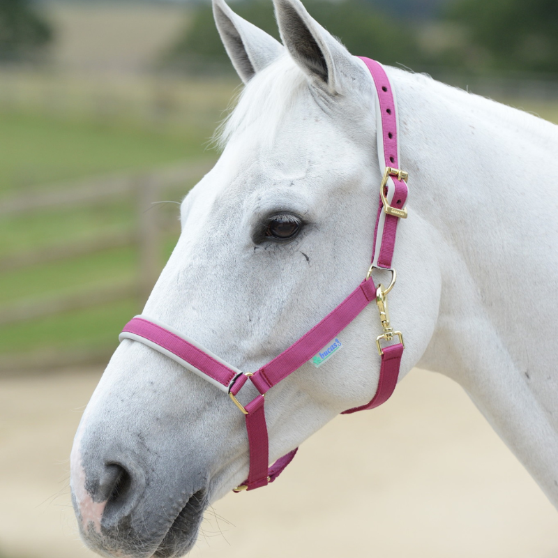 Bucas Halster Dublin