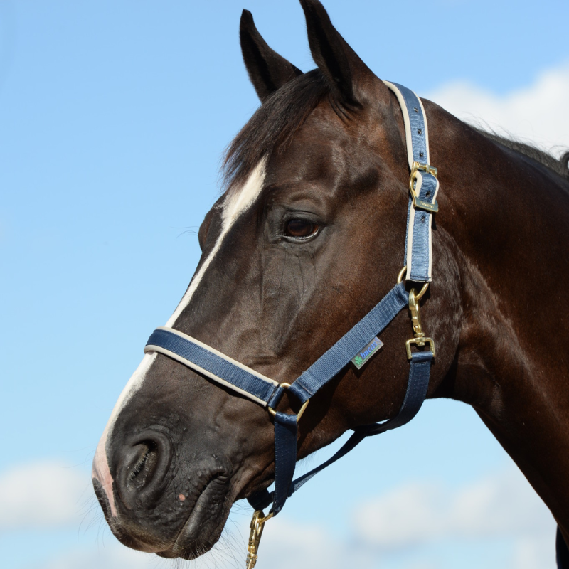 Bucas Halster Dublin