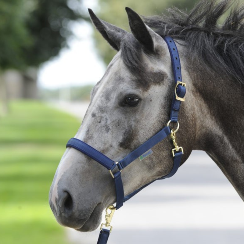 Bucas Halster Dublin