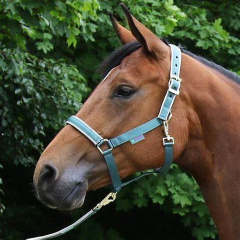 Bucas Halster Dublin