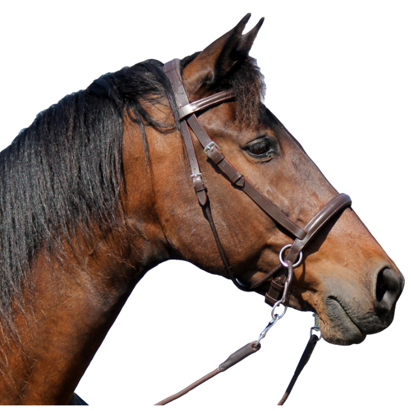 FRA Bitloos Hoofdstel El Camin