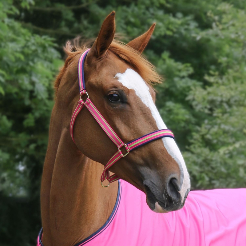 Bucas Halster Dublin